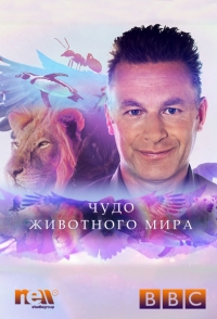 Постер «Чудо животного мира»