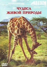 Постер «BBC: Чудеса живой природы»