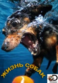 Постер «Жизнь собак»