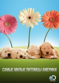 Постер «Самые милые питомцы Америки»
