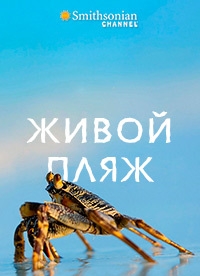 Постер «Живой пляж»