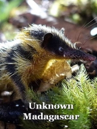 Постер «Неизвестный Мадагаскар»